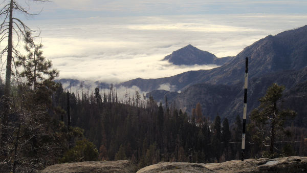 Thumbnail - click to view Giant Forest: Giant Forest in Sequoia National Park (elev. 6291 ft.)